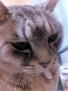 iPhoneImage.png