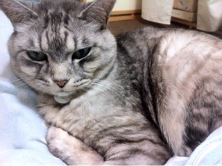 iPhoneImage.png