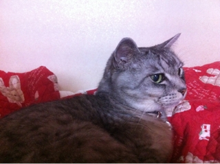 iPhoneImage.png