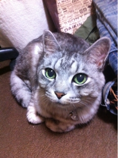 iPhoneImage.png