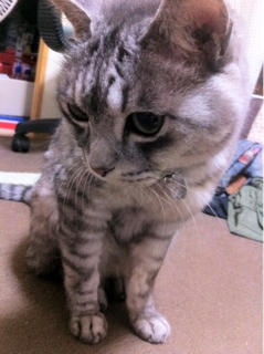 iPhoneImage.png