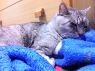 iPhoneImage.png