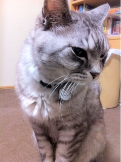 iPhoneImage.png