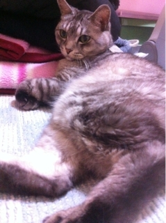 iPhoneImage.png