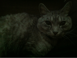 iPhoneImage.png