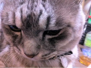 iPhoneImage.png