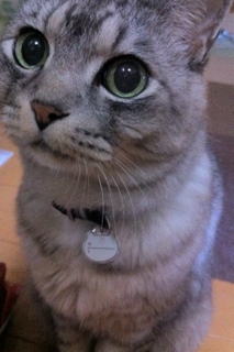 iPhoneImage.png