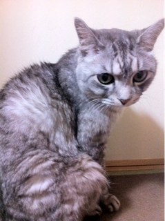 iPhoneImage.png