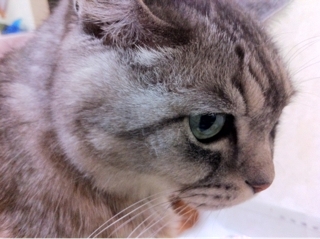iPhoneImage.png