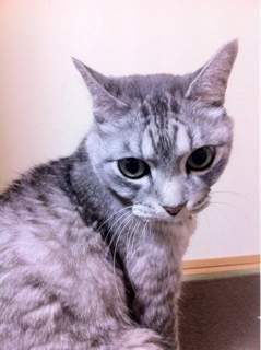 iPhoneImage.png
