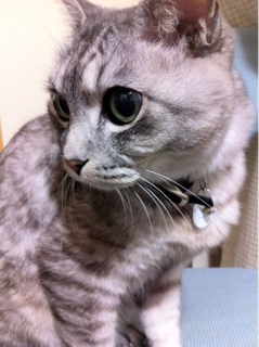 iPhoneImage.png