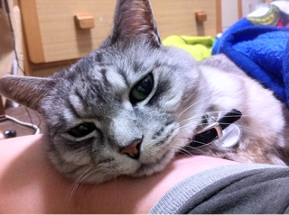 iPhoneImage.png