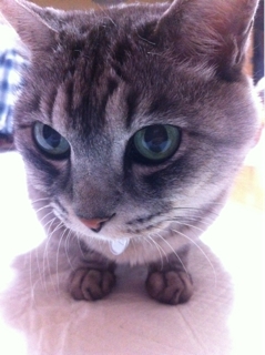 iPhoneImage.png