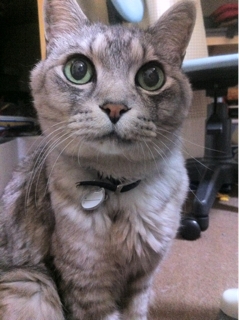 iPhoneImage.png