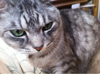 iPhoneImage.png