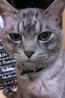 iPhoneImage.png