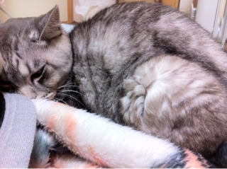 iPhoneImage.png