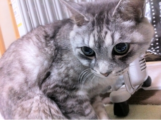 iPhoneImage.png