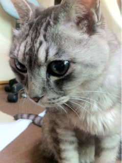 iPhoneImage.png