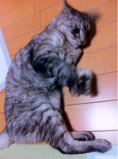 iPhoneImage.png