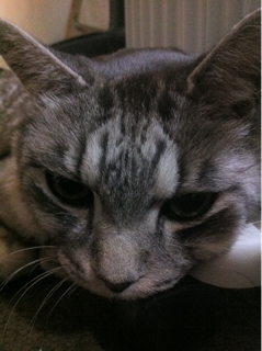 iPhoneImage.png