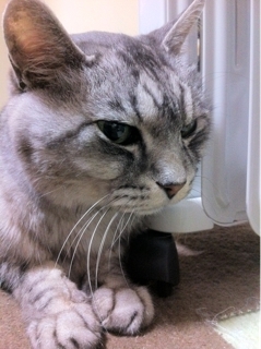 iPhoneImage.png