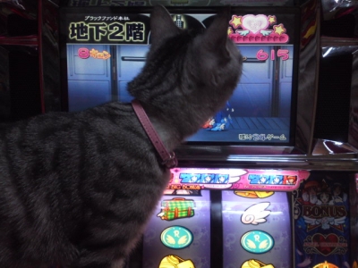 クルちゃんカットイン