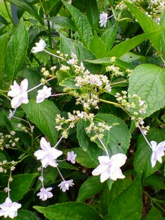 脳味噌の饐えて大暑の講義室 夏井いつきの100年俳句日記