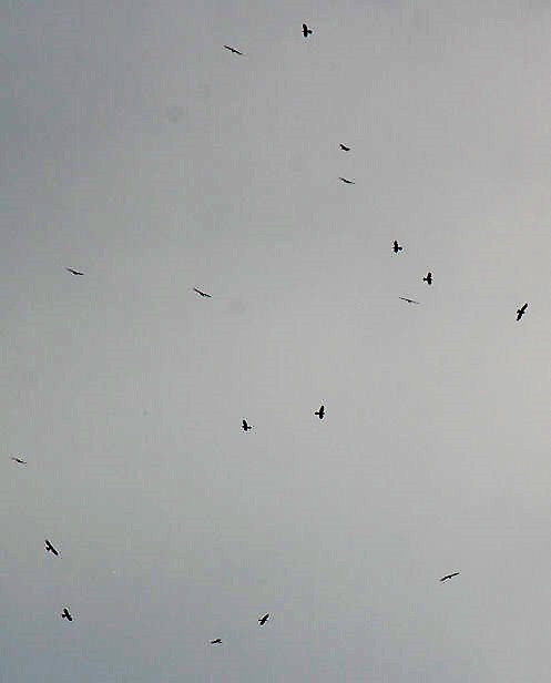 ２００羽の鷹の渡り 夏井いつきの１００年俳句日記