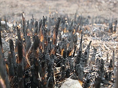 末黒野の寅次 夏井いつきの１００年俳句日記