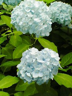 隅田公園の紫陽花