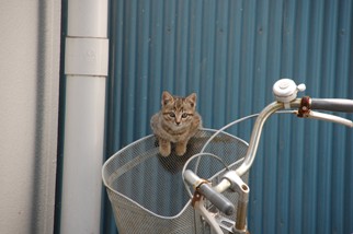 自転車置き場のあずきちゃん