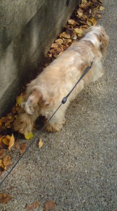 哀愁漂う犬