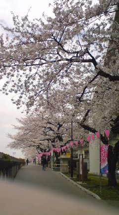 隅田川 墨提の桜です。