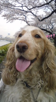 桜とリッツ 楽しそう!