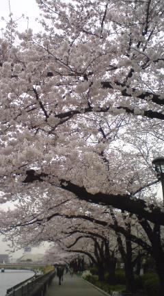 2011.隅田公園の桜