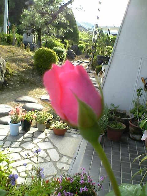 ピンクの薔薇