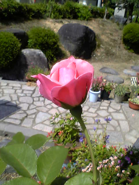 ピンクの薔薇