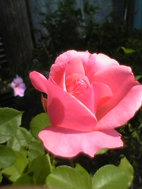 ピンクの薔薇