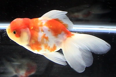 金魚