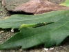 Ãî8