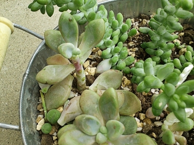 20200727-17-多肉の寄せ植え