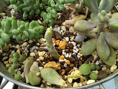 20200730-55-多肉植物の突然の落葉