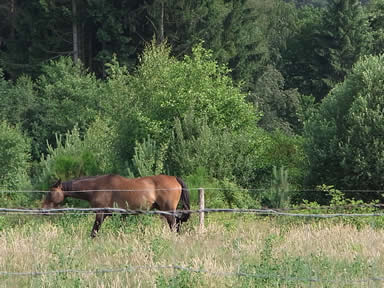 通りがかりの馬