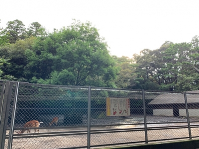 鹿島神宮の鹿