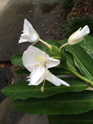 ショウガの花.JPG