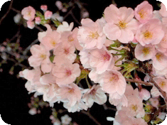 sakura