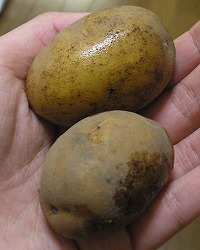 小芋って感じ