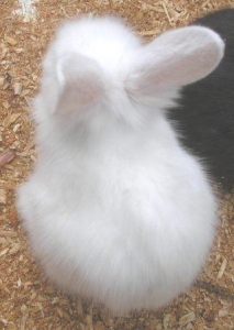 うさぎ2