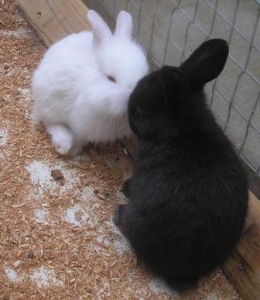 うさぎ1